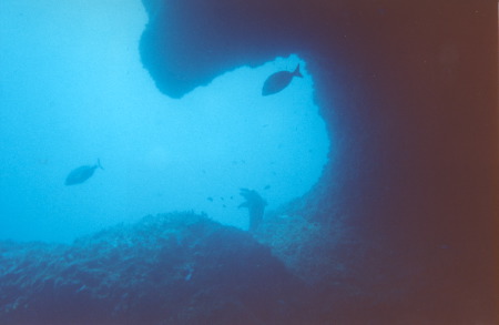 La sculpture de dauphin est très souvent visité par les plongeurs, les mérous ou... les sars.  Photo Sous-marine Iles Médes - L'estartit - Espagne