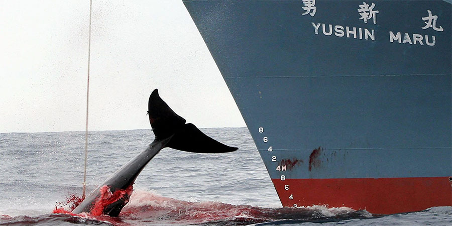 japon-chasse-baleine