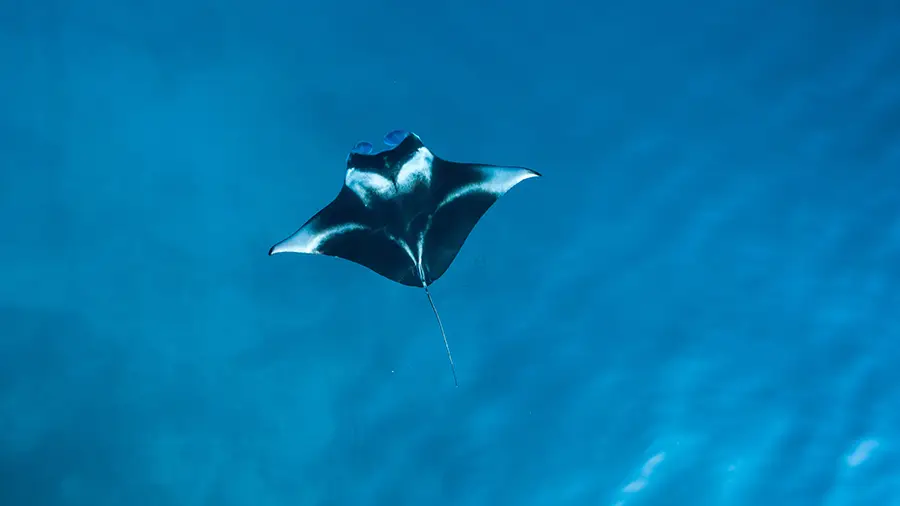 La mort d'une raie papillon 2 Raie Manta - Photo de @seefromthesky