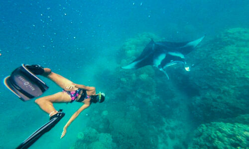 snorkeling en polynesie : Raie-manta
